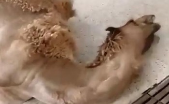 أمانة الرياض ترد على فيديو ادعى مصوره ذبح جمل نافق بمسلخ القويعية