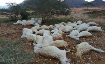 صاعقة رعدية تتسبب في نفوق 61 رأساً من الضأن في بارق