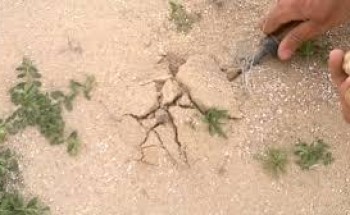 شاب يحفر الأرض بحثاً عن الفقع فتفاجأ بشيء غير متوقع