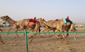 محافظ املج يرعى سباق الهجن بميدان الحوراء مناسبة العيد