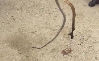 حـادث مأساوي.. مصرع أب وإصابة ابنته بلدغات ثعبان في الباحة (فيديو)