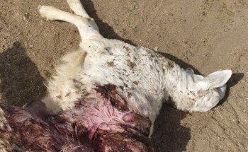 بالصور..“كلاب ضالة” ترتكب مجزرة وتفترس قطيع أغنام في الطائف