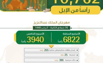 “البيئة”: فحص وترقيم 10.7 آلاف رأس من الإبل المشاركة في مهرجان الملك عبدالعزيز