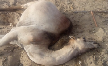 نفوق 5 إبل بسبب “مرض غامض” في جازان.. والطب البيطري يتدخل