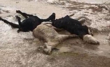 هذا ما فعلته الأمطار والبَرَد في قطيع «أغنام» بالقصيم (فيديو وصور)