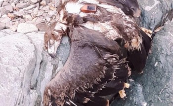 باحث: الطيور تعبر المملكة في هجرتها.. وهذا النسر مات بعد 20 عامًا بالريث