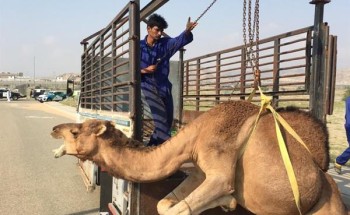 حملة مكثفة لضبط الإبل السائبة في المناطق السكنية بجنوب مكة (صور)
