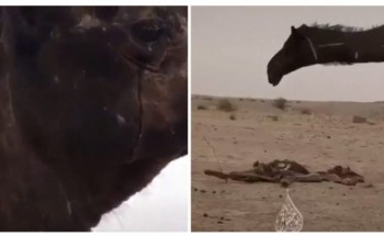 شاهد: ناقة “سوداء” تذرف دموعها حزناً على صغيرها