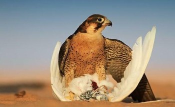 للمرة الأولى.. إقامة “معرض الصقور والصيد” بالمملكة.. وهذه تفاصيل الفعالية