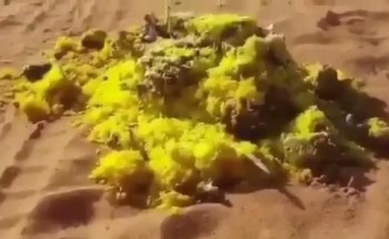 شاهد..بقايا طعام ومخلفات عديدة تركها متنزهون بأحد المتنزهات البرية