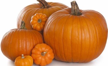 فيديو يزعم أن النوم بجانب “القرع المقشر” يعالج الصرع والشحنات الكهربائية.. و”الغذاء والدواء” ترد