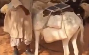 “الحاجة أمّ الاختراع”.. راعي أغنامٍ يستعين بلوح طاقة شمسية على حمار لشحن أجهزته النقالة (فيديو)
