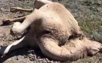 مقتـل مجموعة من الإبل بطلقات نارية في المدينة المنورة.. والجهات المعنية تحقق