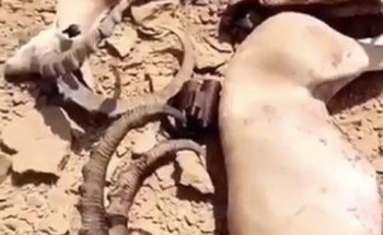 بعد وصف ما حدث بالإبادة الجماعية.. “الحياة الفطرية”: توصلنا لمرتكبي “الصيد الجائر” بمحمية الوعول