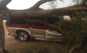 نجاة مواطن من موت محقق بعدما وقعت على مركبته شجرة عملاقة بالقصيم (فيديو وصور)