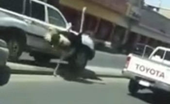 بالفيديو.. ذعر ومرح على طريق رئيسي بحائل بسبب “نعامة”