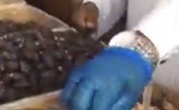 بالفيديو.. أمانة المدينة توضح حقيقة «التمر المجروش».. وتكشف عن إجراء عاجل!