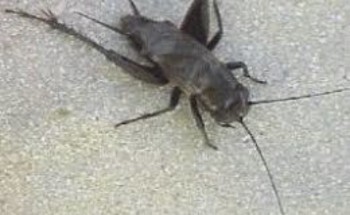 “أمانة جدة” توضح حقيقة ما يتم تداوله حول انتقال حشرة “صرار الليل” من مكة إلى جدة