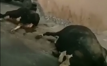 فيديو يزعم ذبـح أبقار “نافقة” بمسلخ بالأحساء.. والأمانة تفند