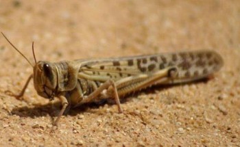 “البيئة” تكافح أسراب الجراد الصحراوي على مساحة 960 هكتاراً في محافظتي الأفلاج والسليل