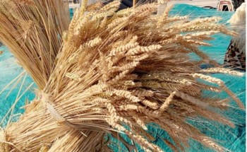 محافظ املج يرعى انطلاقة مهرجان حصاد الزرعية الاول في الشبحة