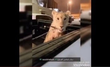 شاهد.. القبض على أخطر مروجي المخدرات وبحوزته أسد و11 كلباً بوليسياً بالرياض