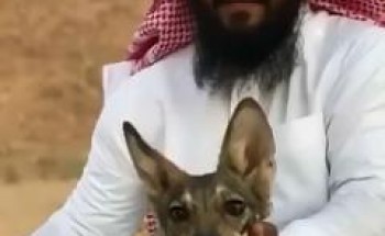 بالفيديو.. مواطن يعالج ذئبا مصابا لأكثر من 3 شهور ويطلق سراحه بعد تماثله للشفاء