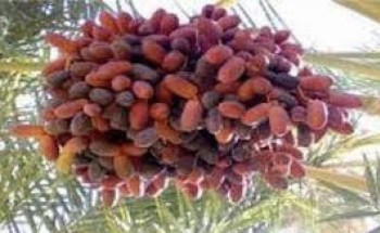 «حلوة الجوف» تصل السوق وتتصدر الأكثر طلباً