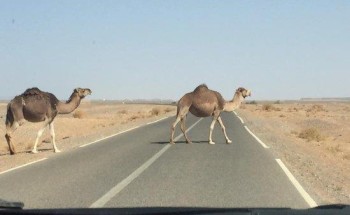 “المرور”: عبور الحيوانات من غير الأماكن المخصصة لها مخالفة .. وهذه غرامتها