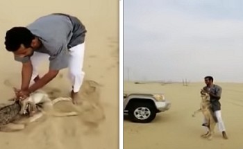 شاهد.. مواطن يلقي القبض على ذئب التهم اثنين من خرافه بالليث