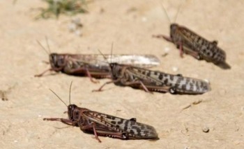 “البيئة” تحذر من أسراب جراد كبيرة قادمة من اليمن.. وهذه المناطق التي قد تتأثر