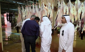 “البيئة” تبدأ بتطوير السلالات الحيوانية وراثياً بالتعاون مع نيوزلندا