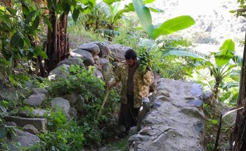 شاهد.. وادي الغيل بالمجاردة تحفة زراعية غنية بالموز والأجواء الخلابة