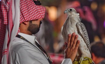 الصيد بالصقور من صدفة «ابن كندة» حتى احتراف الصقارين