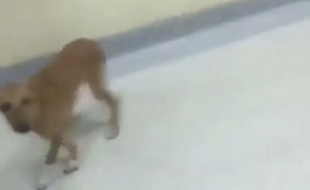 كلب ضال في مستشفى صبيا بجازان والصحة ترد