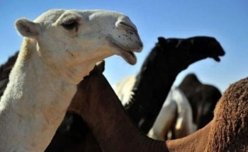 حقن الإبل “بوتكس” و”سليكون” وضرب إبر منشطة ومخدرة ضمن مخالفات “مهرجان الإبل”