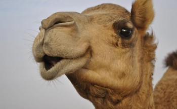 جمل غاضب يفاجئ راعيه و يكسر رقبته ويقذفه لعدة أمتار في عفيف.. وهذا ما فعله أبناء مالك الإبل!