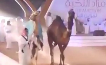 شاهد.. ناقة بيعت بـ600 ألف وأخرى سيمت بـ2.6 مليون ريال في مزاد بمهرجان الملك عبد العزيز للإبل