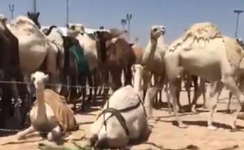 “الجمارك” ترد على ما أثير حول احتجاز “إبل” والتسبب في موت بعضها بسبب الجوع والعطش