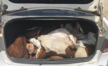 5 نقاط تفتيش على مدار الساعة لمنع تهريب لحوم الأضاحي إلى جدة