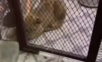 شاهد.. لحظة هروب مروج مخدرات بالرياض والعثور على أسد يقاوم به رجال الأمن