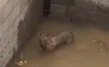 شاهد.. ماذا فعل مواطن مع ذئب وجده محتجزاً في خزان مياه تحت الإنشاء بالدوادمي