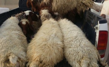 بالصور.. “الشمال” تتجول بسوق الحليفة جنوب حائل وترصد انخفاض أسعار الأضاحي