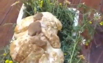 بالفيديو.. تاجر كويتي يعرض حبة فقع وزنها كيلو ونصف جلبها من السعودية