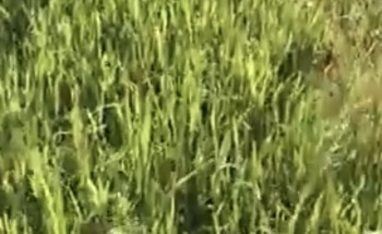 فيديو.. أسراب من الجراد تهاجم محاصيل في حائل.. ومناشدات للزراعة بالتدخل