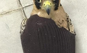 “الجمارك” تحبط تهريب 3 “صقور” إلى المملكة (صور)