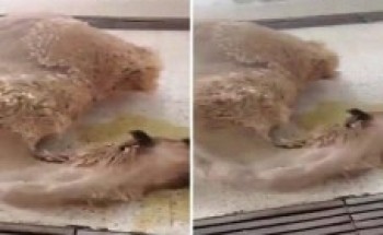 فيديو صادم.. جمعية خيرية تحضر ناقة ميتة إلى مسلخ القويعية لذبحها