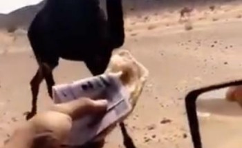 الجهات المختصة تحقق في مقطع فيديو إطعام أحد الأشخاص ناقته مئات الريالات