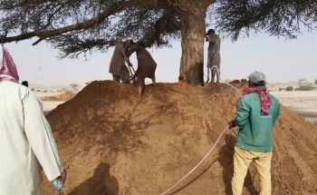 بالصور.. بلدية القويعية تعالج “الشجرة المشتعلة”
