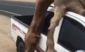 فيديو.. نجاة قائد مركبة بعد اصطدامه بجمل سائب واستقراره داخلها